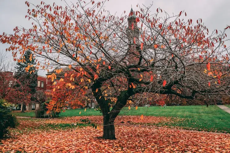 Autumn campus in fall, when a fall study abroad timeline ends with classes starting
